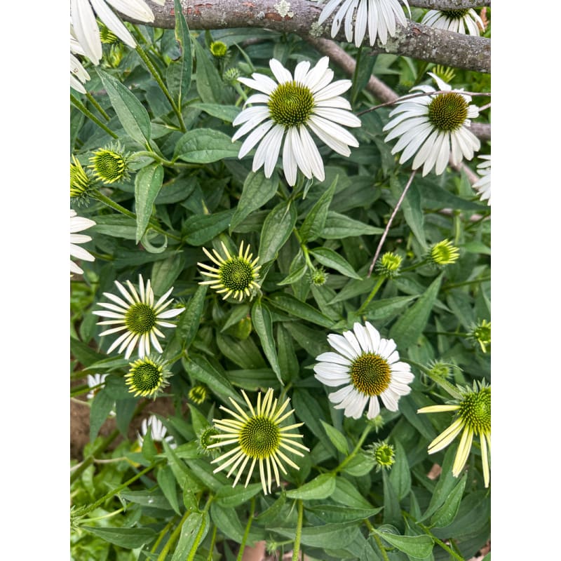 growing echinacea white swan from seed White Swan Echinacea
