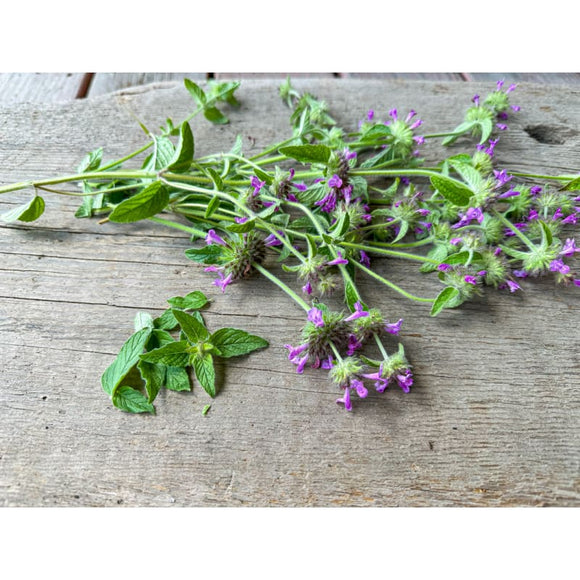 Wild Basil – Pinetree Garden Seeds