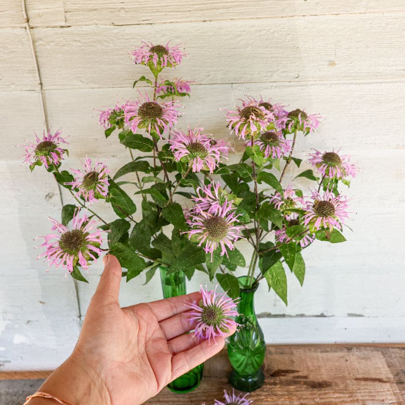 planting wild bergamot seeds Wild Bergamot – Pinetree Garden Seeds