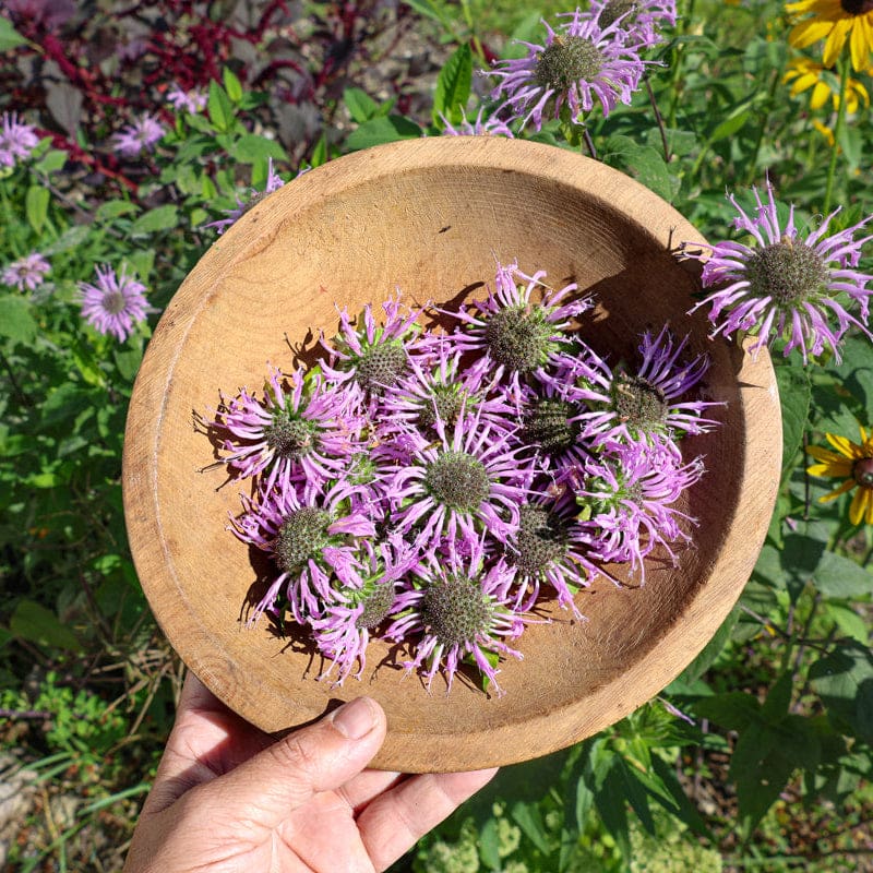 planting wild bergamot seeds Wild Bergamot – Pinetree Garden Seeds