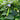 Winged Bean (75 days) - Vegetables