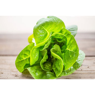Winter Density Lettuce (28-54 Days) - Vegetables