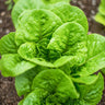 Winter Density Lettuce (28-54 Days) - Vegetables