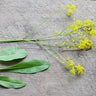 Woad - Herbs