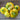 Y-Star Summer Squash (Organic F1 Hybrid 50 Days) - Vegetables