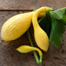Yellow Crookneck Summer Squash (55-60 Days) - Vegetables