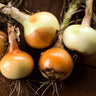 Yellow Sweet Spanish Onion (107 Days) - Vegetables