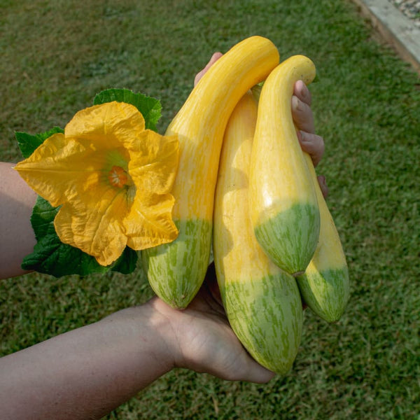 Zephyr Summer Squash (F1 Hybrid 54 Days ) – Pinetree Garden
