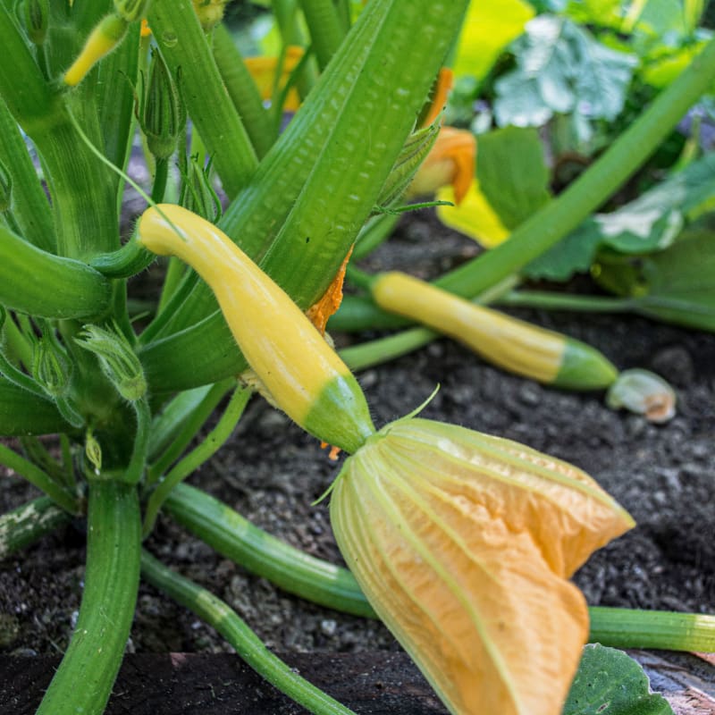 planting squash seeds in garden Zephyr Summer Squash (F1 Hybrid 54 Days )