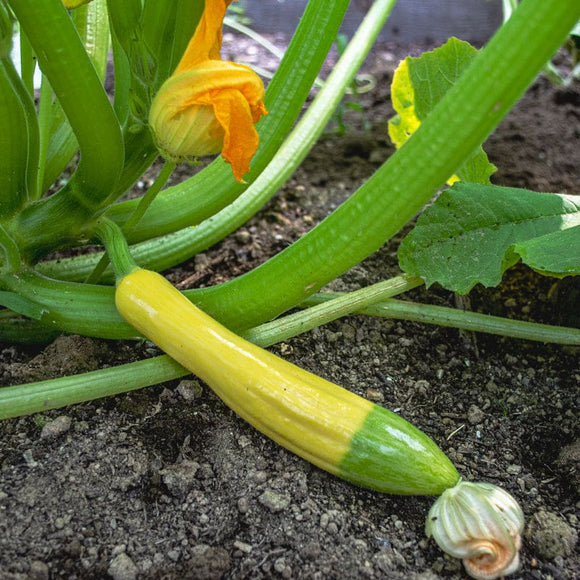 Zephyr Summer Squash (F1 Hybrid 54 Days ) Garden Seeds