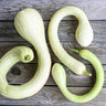 Zucchetta Tromboncino Summer Squash (Heirloom 60 Days) - Vegetables