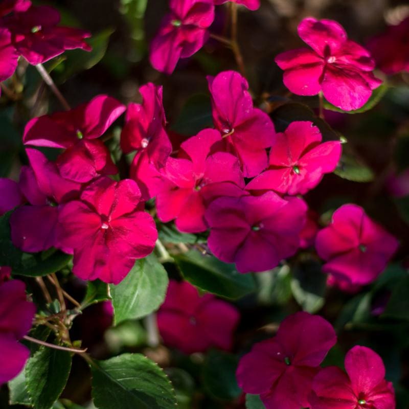 Accent Burgundy Impatiens