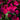 Accent Burgundy Impatiens - Flowers
