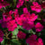 Accent Burgundy Impatiens