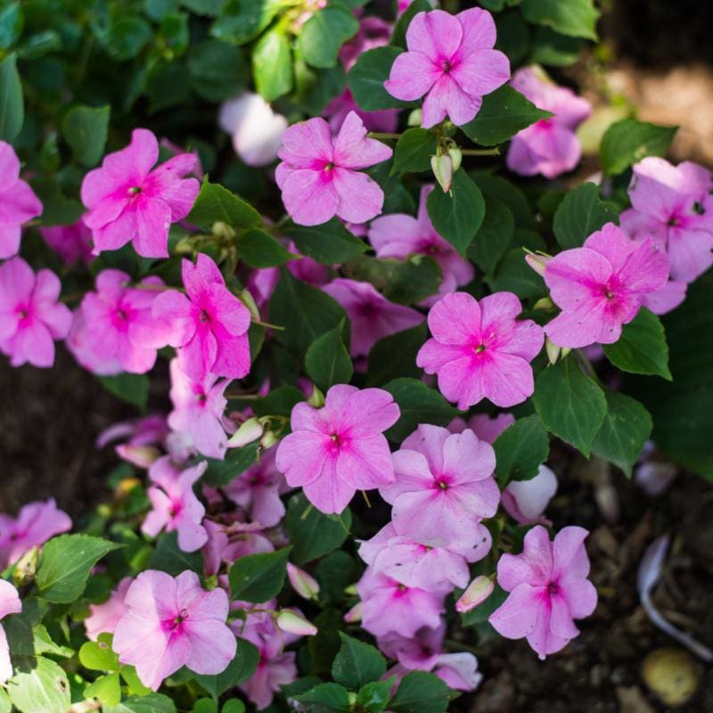 Accent Pink Impatiens
