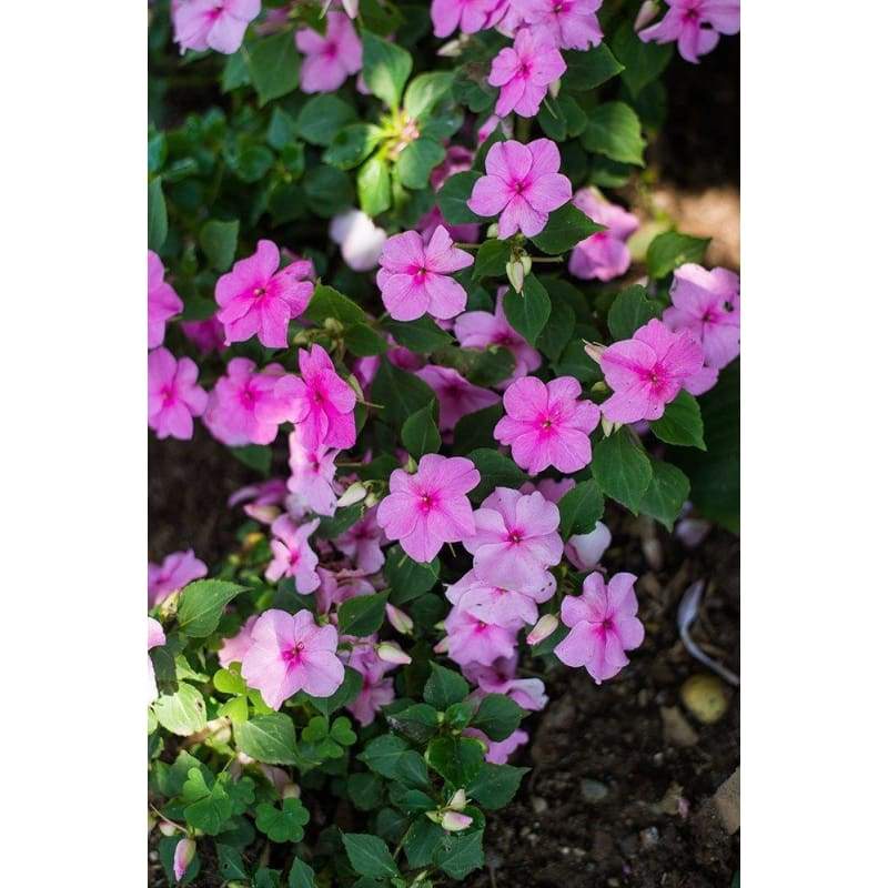Accent Pink Impatiens