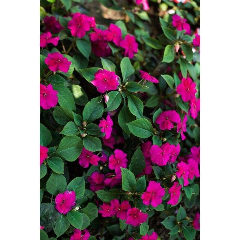Accent Rose Impatiens