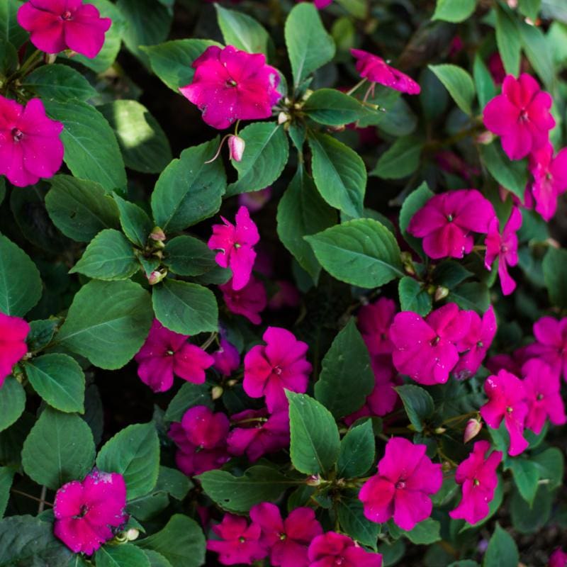 Accent Rose Impatiens