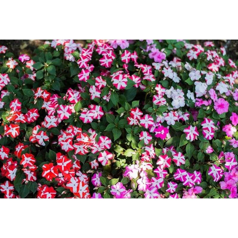 Accent Star Mix Impatiens