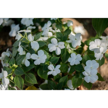 Impatiens - Accent White - Flowers