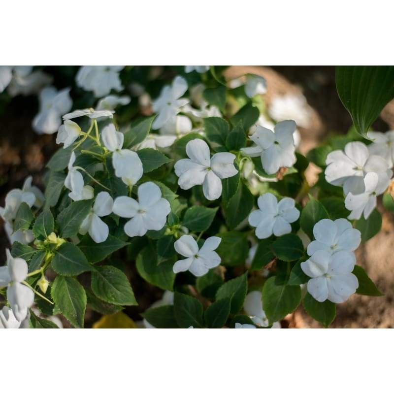 Accent White Impatiens