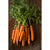 Adelaide Carrot (F1 Hybrid 65 Days)