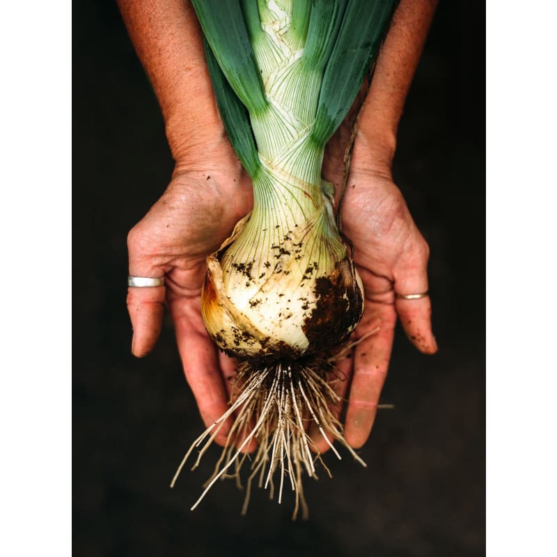Ailsa Craig Exhibition Onion (HEIRLOOM 105 DAYS) - Vegetables