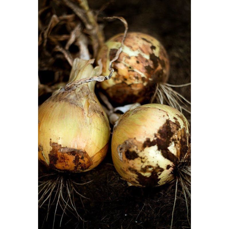 Ailsa Craig Exhibition Onion (Heirloom, 105 Days)