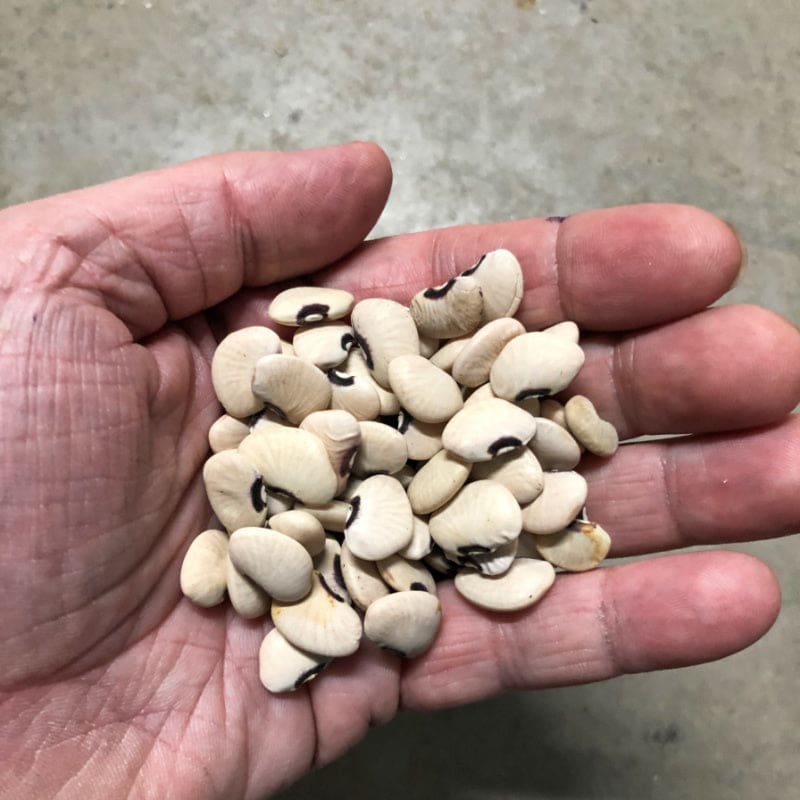 Alabama Black Eye Pole Lima Bean (90-100 Days)