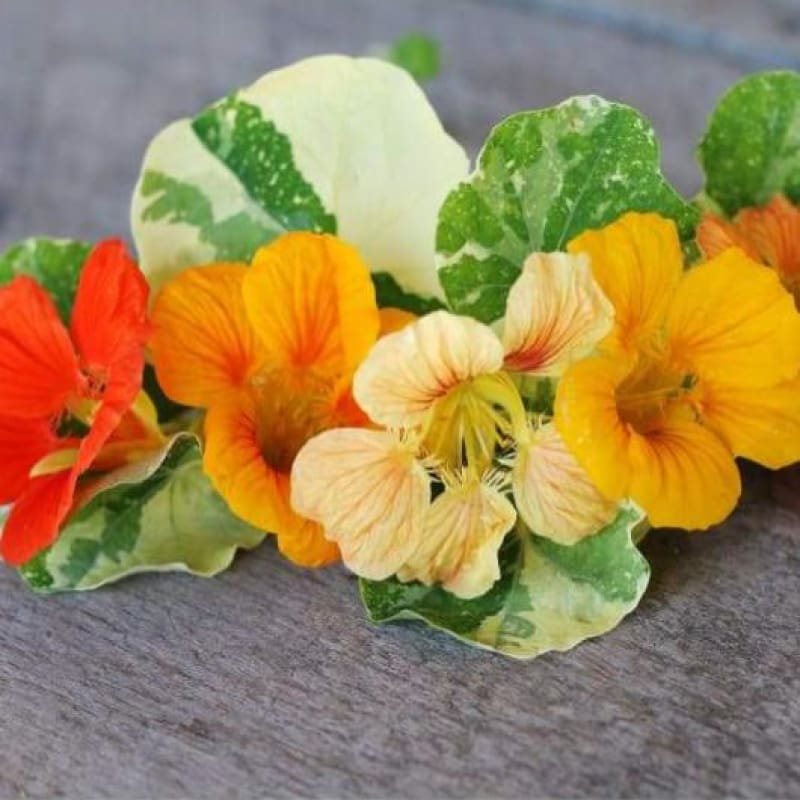 Alaska Mix Nasturtium