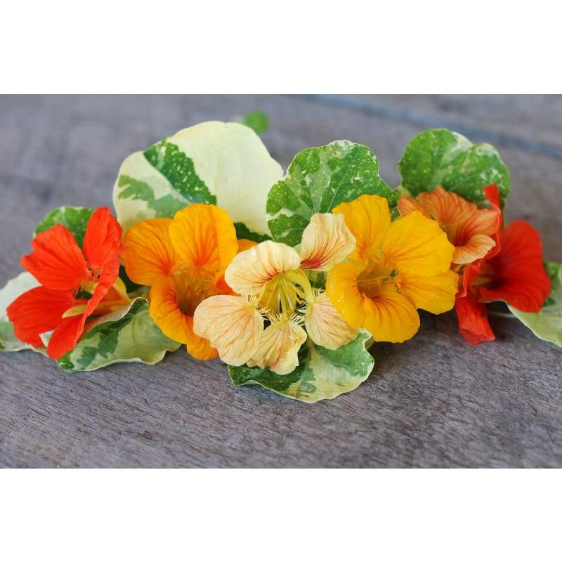 Alaska Mix Nasturtium