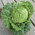 Alcosa Cabbage (F1 Hybrid 72 Days)