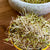 Alfalfa Sprouting Seed (Organic)