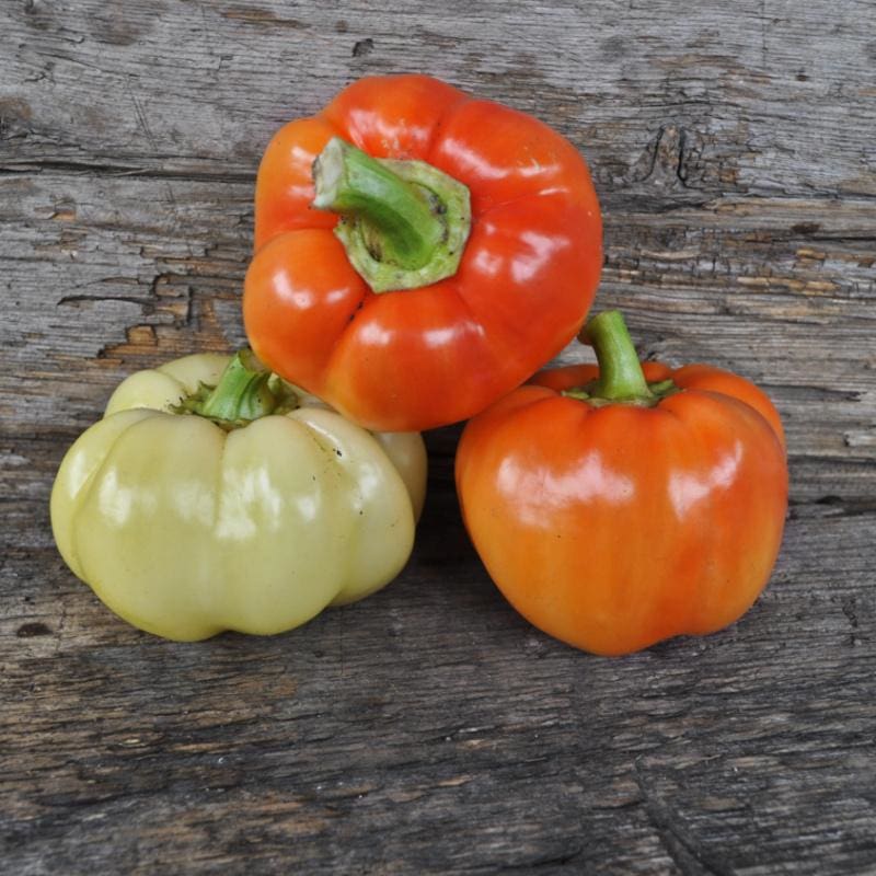 Alma Paprika Pepper (70 Days)
