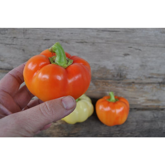 Alma Paprika Pepper (70 Days) Garden Seeds