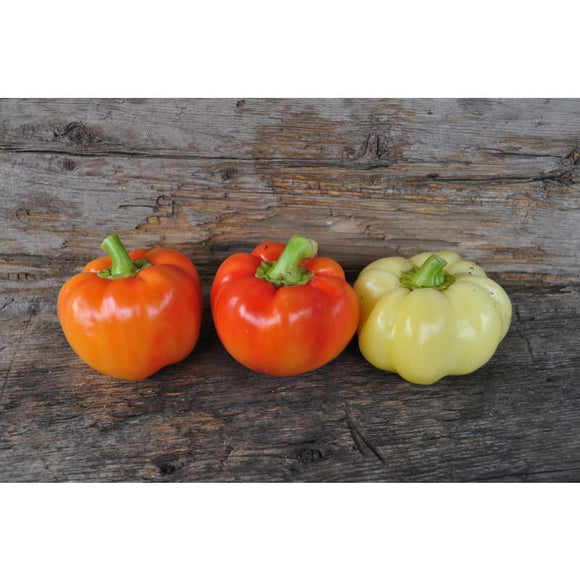 Alma Paprika Pepper (70 Days) Garden Seeds