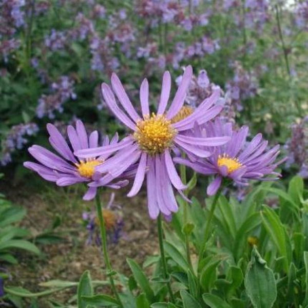 aster seeds planting Alpine Aster Mix – Pinetree Garden Seeds