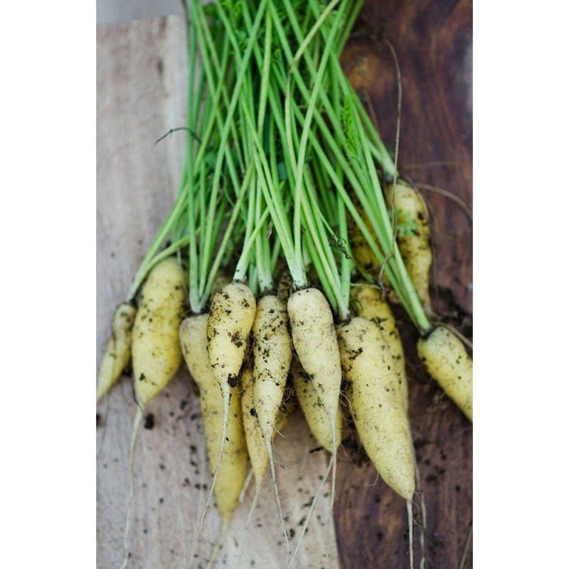 Amarillo Carrot (70 Days)