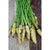 Amarillo Carrot (70 Days)
