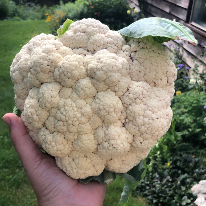 Amazing Cauliflower (71 Days) - Vegetables