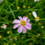American Dream Coreopsis