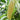 American Dream Corn (F1 Hybrid 77 Days) SH2 - Vegetables