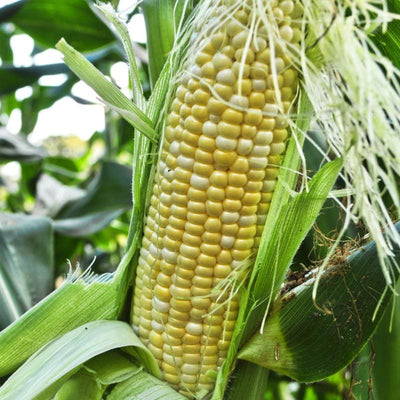 American Dream Corn (F1 Hybrid 77 Days) SH2 - Vegetables