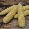 American Dream Corn (F1 Hybrid 77 Days) SH2 - Vegetables