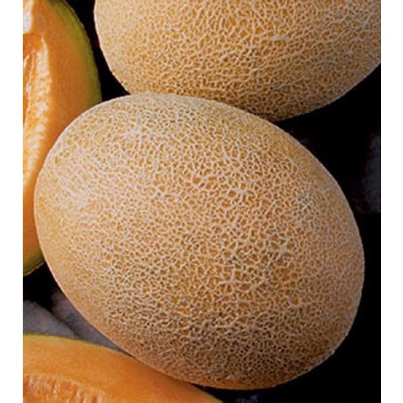 Ananas Melon (Heirloom, 100 Days)