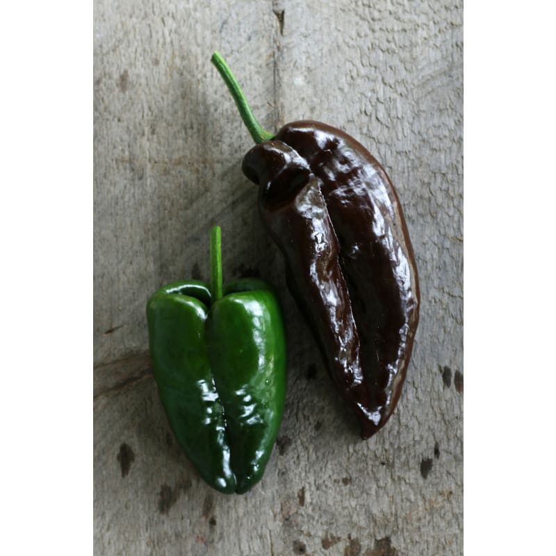 Ancho Hot Pepper (Heirloom 80 Days) - Vegetables