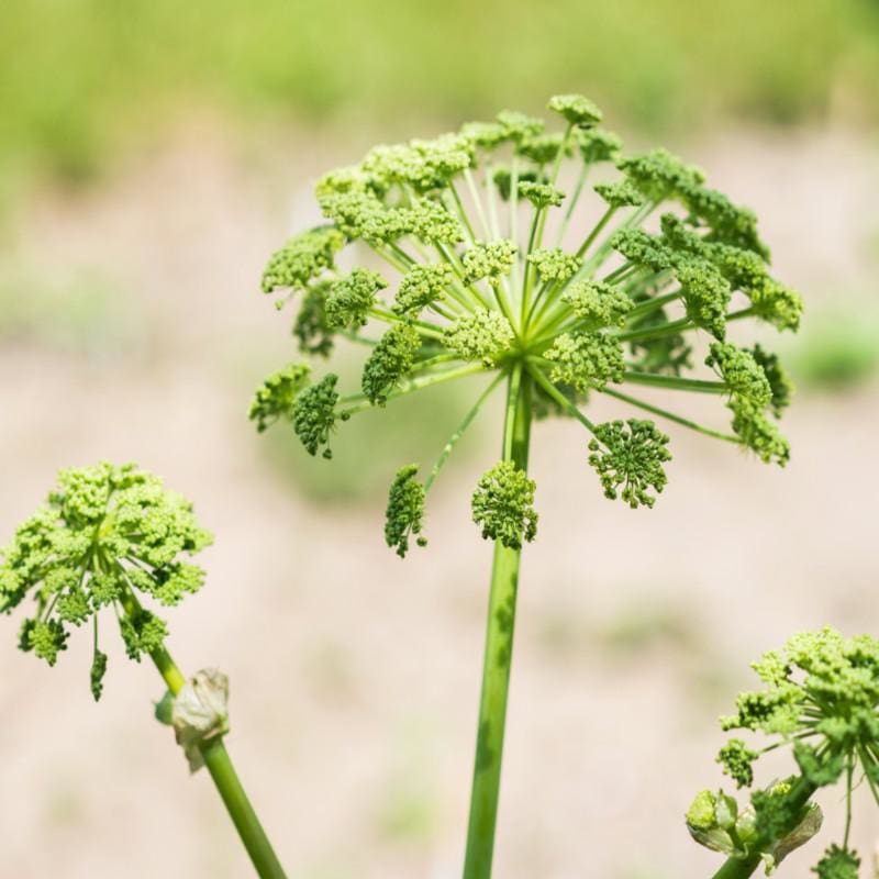 Angelica