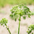 Angelica