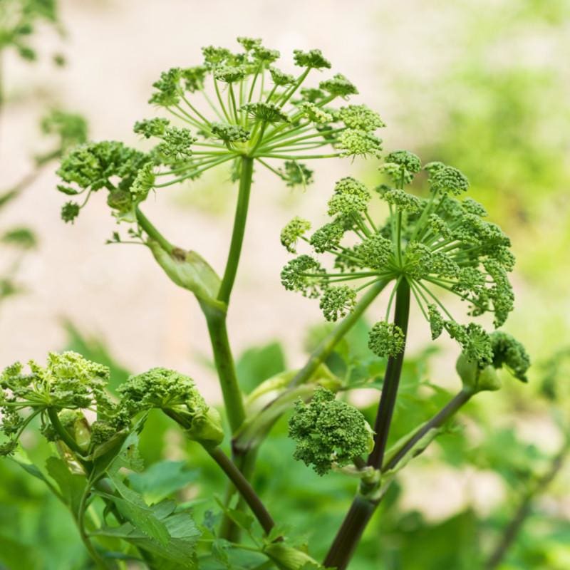Angelica