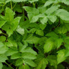 Angelica - Herbs